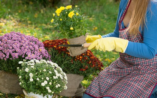 The image shows a woman in a blue top and a checkered apron working in a garden, carefully tending to a collection of potted flowering plants, including yellow, purple, and white blooms. She is wearing yellow gardening gloves and appears to be adjusting or placing a plant into a container. The garden setting features a well-maintained lawn with lush green grass, bordered by various flowering plants and shrubs. In the background, there is a blurred view of more greenery, possibly trees or hedges, indicating an outdoor garden space designed for aesthetic appeal and outdoor leisure. The lighting suggests a bright, sunny day, highlighting the vibrant colors of the flowers and the healthy foliage. This scene reflects a routine gardening activity related to flower bed planting or horticultural maintenance, typical of what Garden Services providers like Lawn Mowing Dalston may undertake to maintain such landscaped outdoor areas in Dalston or nearby areas.